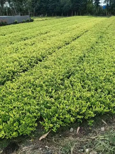 峨眉山园林绿化管理处