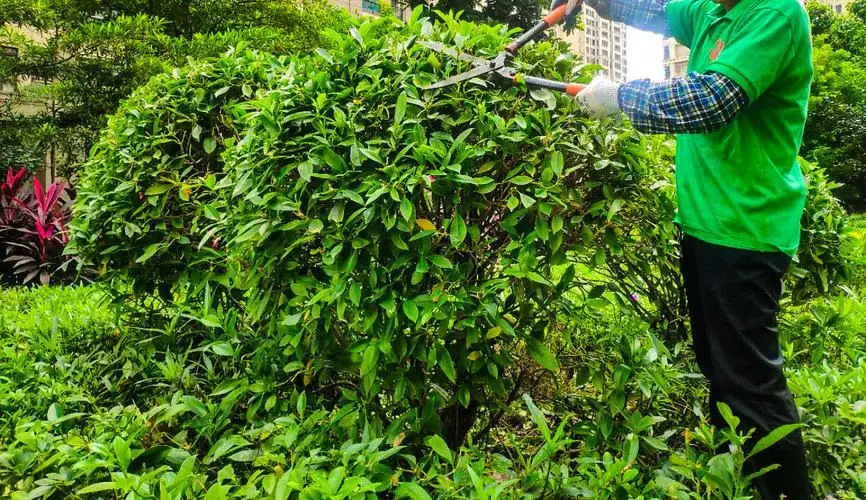 汝州市道外区园林绿化管理所